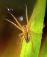 /album/pisauridae/dolomedes-fimbriatus-jpg/